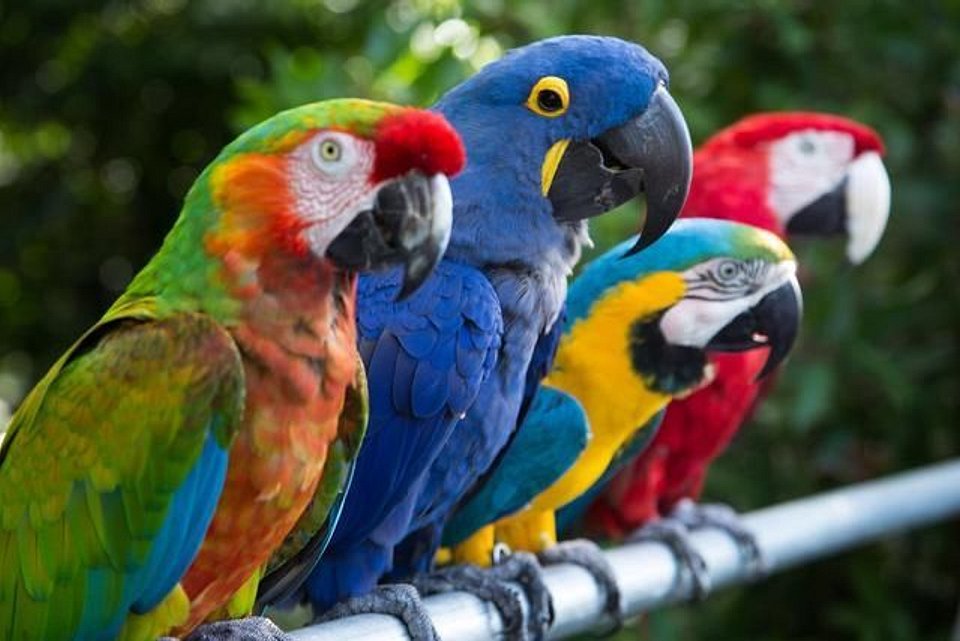 Parque das Aves